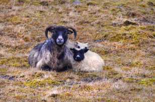 Goat mother and lambs-9333 Goat mother and lambs-9333